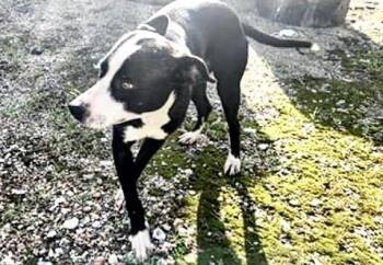 A658204 -  Staffordshire Bull Terrier and Mixed Breed Dog for Adoption in Houston, Texas - A658204 | PetCurious