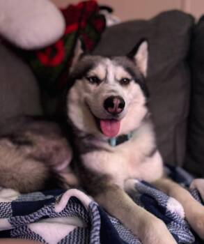 Siberian Husky Dogs Available for Adoption - Lainey | PetCurious