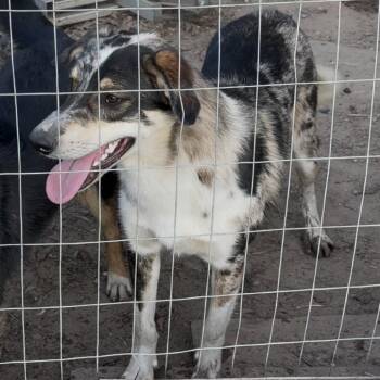 Australian Shepherd and German Shepherd Dog Dogs Available for Adoption in Livingston, Texas - Dash | PetCurious