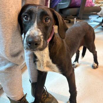 Casa -  Mixed Breed Dog for Adoption in Huntington, West Virginia - Casa | PetCurious