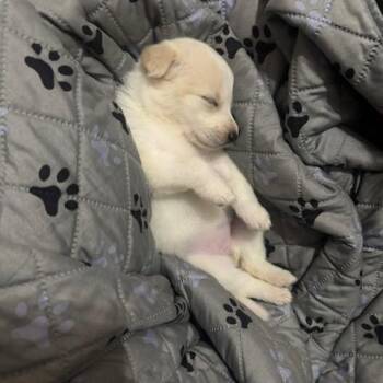 Igloo -  Mixed Breed Dog for Adoption in Buffalo, Minnesota - Igloo | PetCurious
