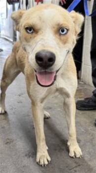 WILLOW -  German Shepherd Dog and Mixed Breed Dog for Adoption in San Bernardino, California - WILLOW | PetCurious