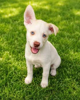 Chuck -  Siberian Husky and Golden Retriever Dog for Adoption in Cumming, Georgia - Chuck | PetCurious