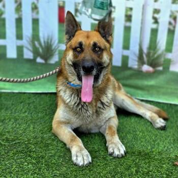 German Shepherd Dog Dogs Available for Adoption - CAPTAIN STUBING | PetCurious
