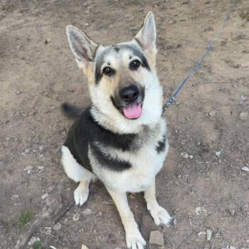 SOX -  German Shepherd Dog Dog for Adoption in Chicopee, Massachusetts - SOX | PetCurious
