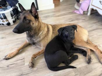 Belgian Shepherd Malinois and Labrador Retriever Dogs Available for Adoption in Imlay City, Michigan - Peter Quill (red Collar)  - Volume 2 Litter Located In Californi | PetCurious