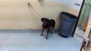 Rottweiler and German Shepherd Dog Dogs Available for Adoption in Tulsa, Oklahoma - MOOD | PetCurious