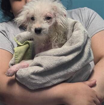 Poodle and Mixed Breed Dogs Available for Adoption in Houston, Texas - A656676 | PetCurious