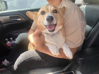 ELIZABETH -  Cardigan Welsh Corgi Dog for Adoption in San Antonio, Texas - ELIZABETH | PetCurious