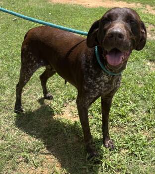 Cricket -  German Shorthaired Pointer Dog for Adoption in Hartselle, Alabama - Cricket | PetCurious
