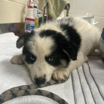 Palmer -  Mixed Breed Dog for Adoption in Asheville, North Carolina - Palmer | PetCurious