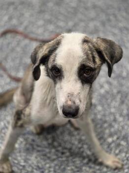 Angel -  Australian Shepherd and Mixed Breed Dog for Adoption in Carthage, Missouri - Angel | PetCurious