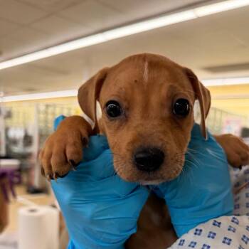 Catahoula Leopard Dog and Mixed Breed Dogs Available for Adoption in West Palm Beach, Florida - Creme Brulee | PetCurious