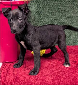 Labrador Retriever Dogs Available for Adoption - Brienne | PetCurious