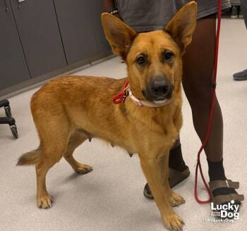 Zelda -  German Shepherd Dog and Carolina Dog Dog for Adoption in Washington, District Of Columbia - Zelda | PetCurious
