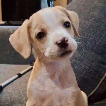 Emma -  Mixed Breed Dog for Adoption - Emma | PetCurious