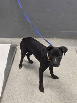 BERTHA -  Staffordshire Bull Terrier and Mixed Breed Dog for Adoption in Tallahassee, Florida - BERTHA | PetCurious