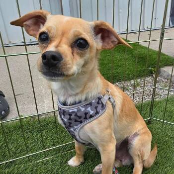 Chihuahua Dogs Available for Adoption in St. Thomas, Ontario - Robby | PetCurious
