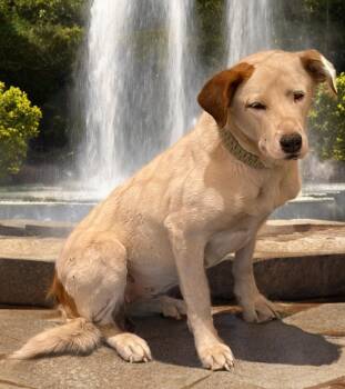 Blanca -  Cattle Dog and Labrador Retriever Dog for Adoption in Kingman, Arizona - Blanca | PetCurious