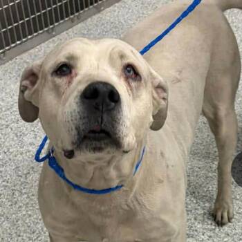 Mixed Breed Dogs Available for Adoption - Polar | PetCurious