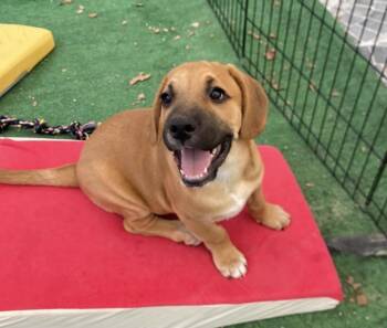 Colin Bridgerton -  Beagle and German Shepherd Dog Dog for Adoption in Rollingwood, Texas - Colin Bridgerton | PetCurious