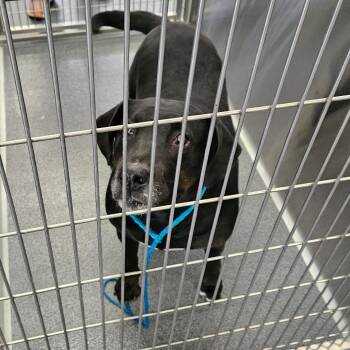 Catahoula Leopard Dog and Black Labrador Retriever Dogs Available for Adoption in Montgomery, Alabama - Callie | PetCurious