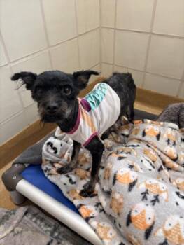 MR. FREDRICKSEN -  Shih Tzu and Mixed Breed Dog for Adoption in Derwood, Maryland - MR. FREDRICKSEN | PetCurious