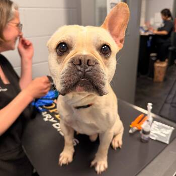 French Bulldog Dogs Available for Adoption in Chicago, Illinois - Ross | PetCurious