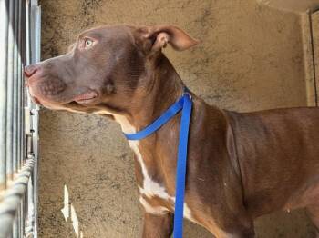 A479828 -  Pit Bull Terrier and Mixed Breed Dog for Adoption in Oklahoma City, Oklahoma - A479828 | PetCurious