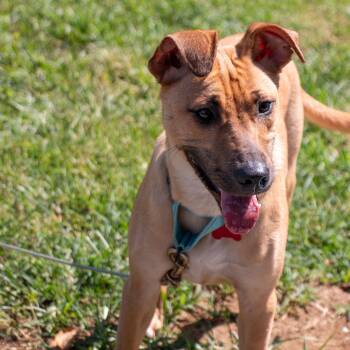 Monty Sweet-Pie -  German Shepherd Dog Dog for Adoption in Houston, Texas - Monty Sweet-Pie | PetCurious
