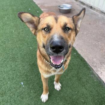 Bartley -  Shepherd Dog for Adoption in Houston, Texas - Bartley | PetCurious