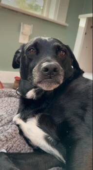Mixed Breed Dogs Available for Adoption in Chelmsford, Massachusetts - Aengus Francis  | PetCurious