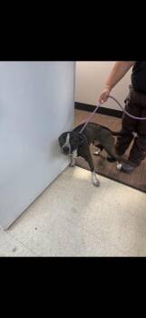 Pit Bull Terrier Dogs Available for Adoption - Brandie | PetCurious