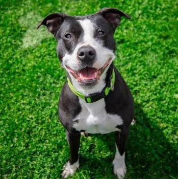 Harmony -  Labrador Retriever and Pit Bull Terrier Dog for Adoption in Greensburg, Indiana - Harmony | PetCurious
