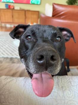 Tamiami -  Mixed Breed Dog for Adoption in Cincinnati, Ohio - Tamiami | PetCurious