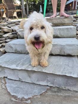 Pen 227 -  Maltese Dog for Adoption in Lawrenceville, Georgia - Pen 227 | PetCurious