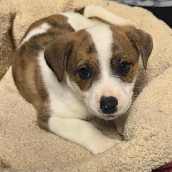 Mixed Breed Dogs Available for Adoption - Mosaic | PetCurious