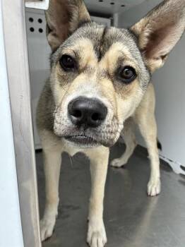 German Shepherd Dog and Mixed Breed Dogs Available for Adoption in Stockton, California - BEANS | PetCurious