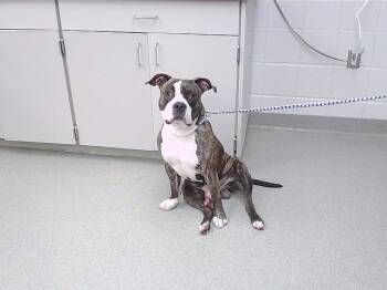 BRAVO -  Boxer and Mixed Breed Dog Available for Adoption in Omaha, Nebraska - BRAVO | PetCurious
