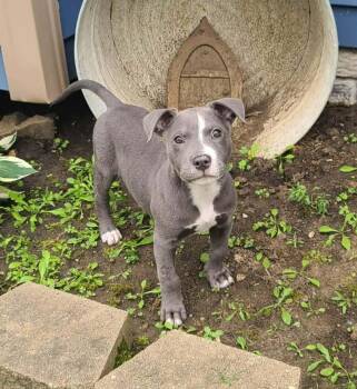American Staffordshire Terrier Dogs Available for Adoption in WDM, Iowa - Hank | PetCurious