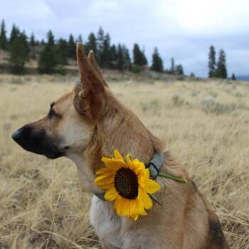 Bertie -  German Shepherd Dog Dog for Adoption in Oroville, Washington - Bertie | PetCurious