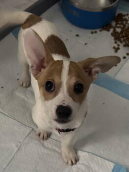 Chihuahua Dogs Available for Adoption - Archie | PetCurious