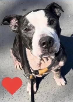 Rescue Pit Bull Terrier Dogs for Adoption in Brewster, New York - King (from NYC) | PetCurious