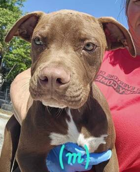 Black Mouth Cur and American Bulldog Dogs Available for Adoption - Kevin Late Again | PetCurious