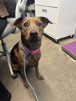 Catahoula Leopard Dog Dogs Available for Adoption in Evansville, Indiana - Adeline/Nala | PetCurious
