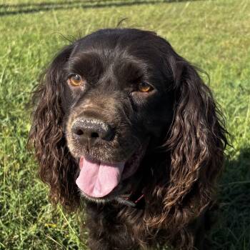 Gus — The Sweet, Smiley Boykin Spaniel Who