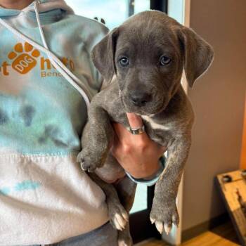 Magnolia (Female) -  Mixed Breed Dog for Adoption in Bend, Oregon - Magnolia (Female) | PetCurious