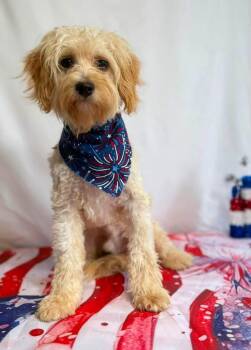 Fred -  Cavachon Dog for Adoption in New Stanton, Pennsylvania - Fred | PetCurious