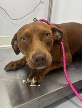Brittle -  Labrador Retriever Dog for Adoption in Hartsville, South Carolina - Brittle | PetCurious