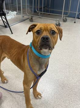 American Bully and Boxer Dogs Available for Adoption in Teterboro, New Jersey - Klaus | PetCurious